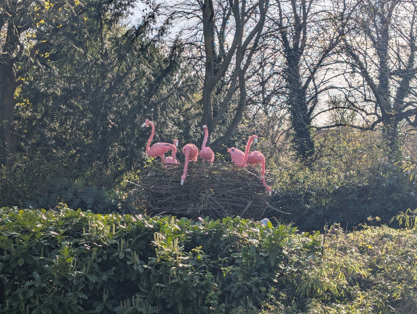 Het broednest met vijf flamingo's