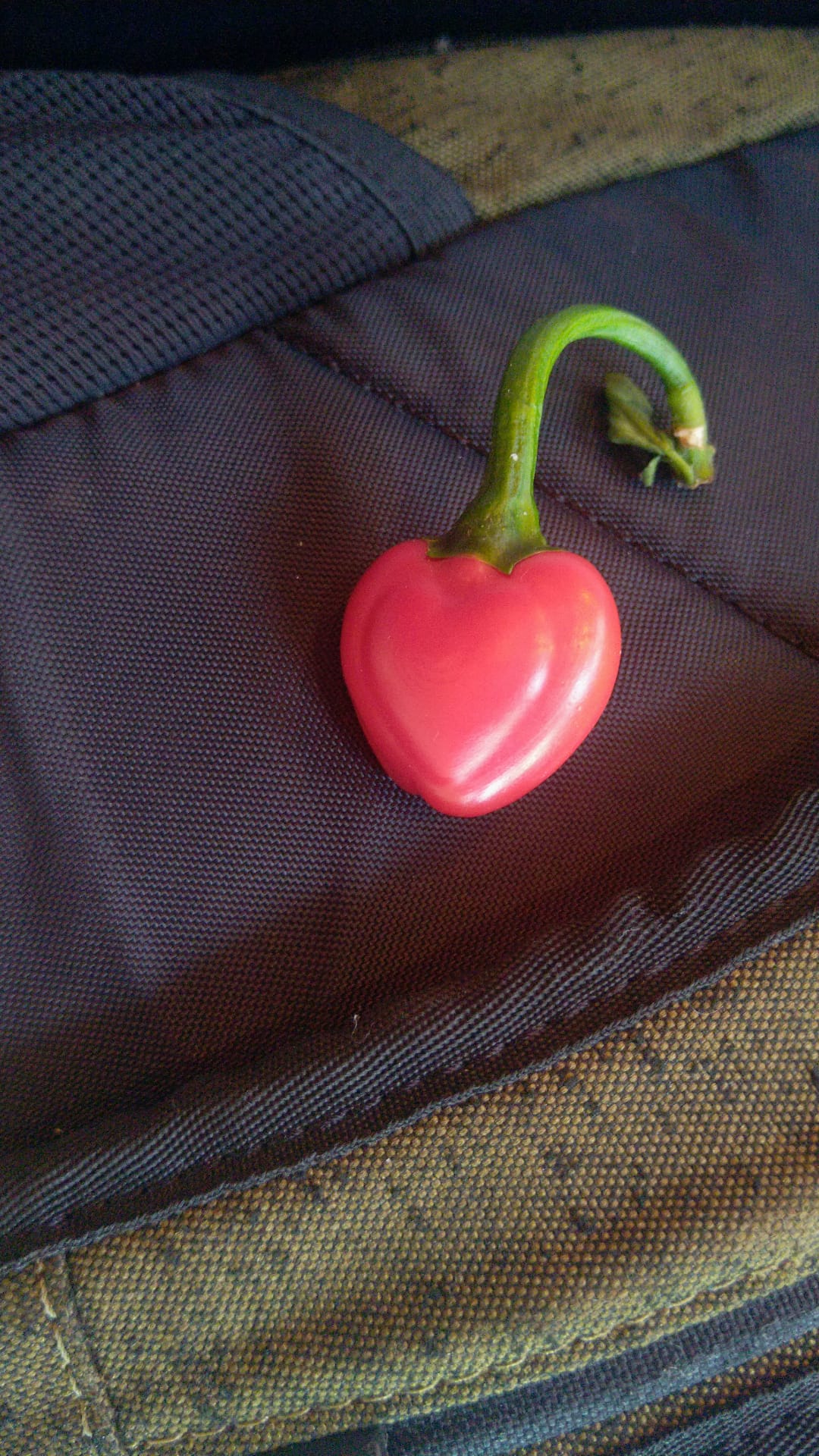 PepperPost peper in groeivorm